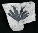 Early Cretaceous Gingko Leaf From Germany #22505-1